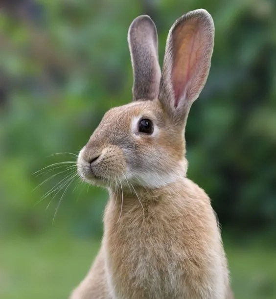 szürkésbarna vadnyúl