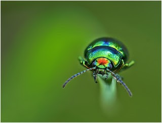 fényes rózsabogár zöld háttér előtt